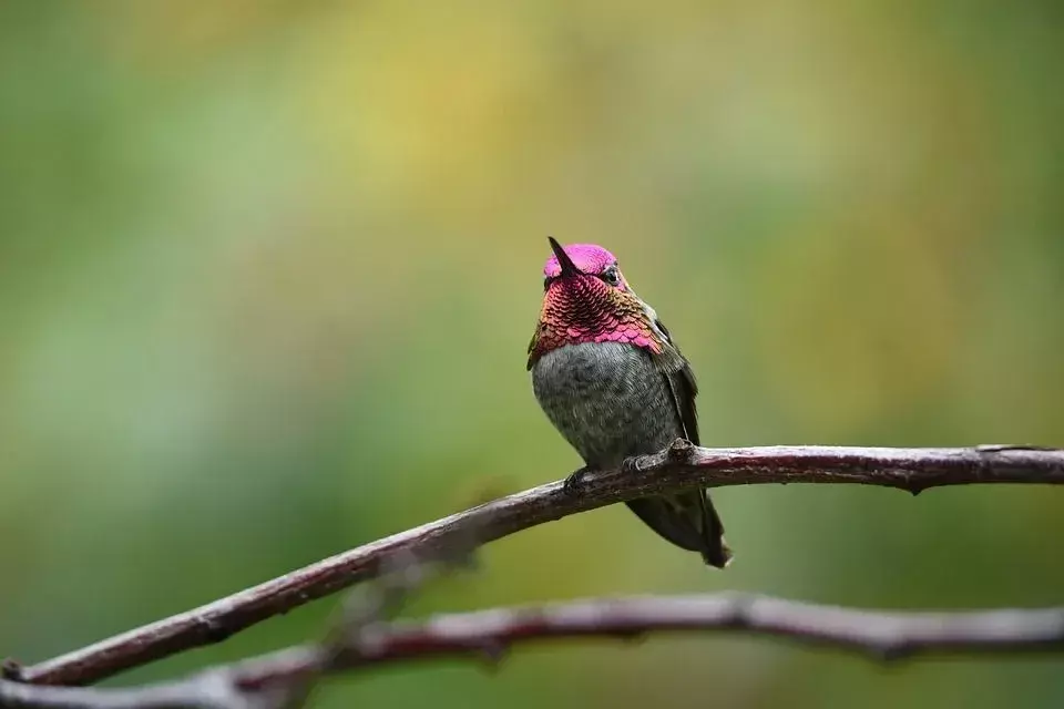 Jedí kolibříci brouky? Zde je důvod, proč jedí létající hmyz!