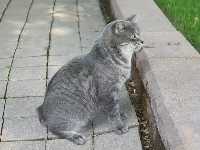 Manská kočka sedí na chodníku
