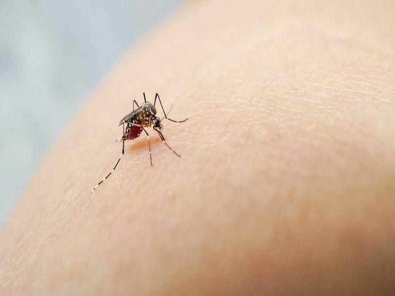 Quanto tempo os mosquitos vivem Quanto tempo eles vão nos incomodar