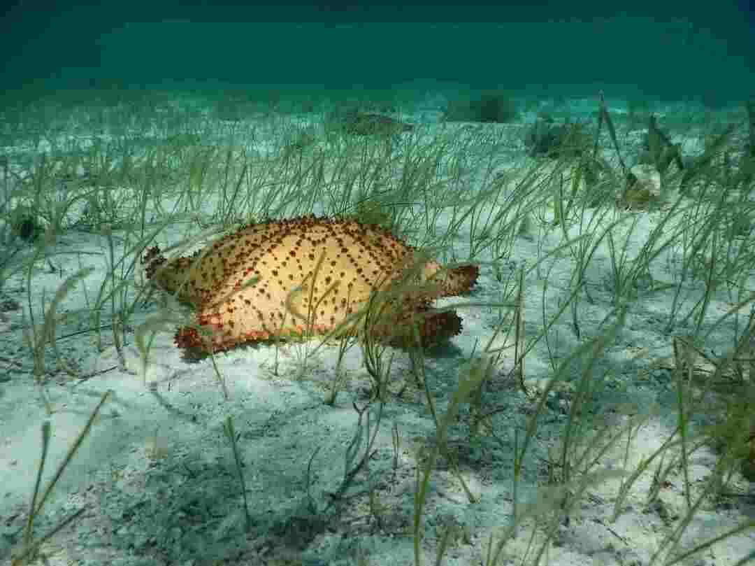 Belize Barrier Reef Reserve System Fakta om marin flora