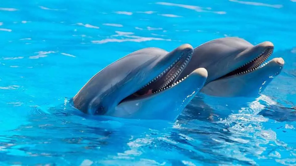 5 faits fin-tastiques sur le dauphin commun pour les enfants