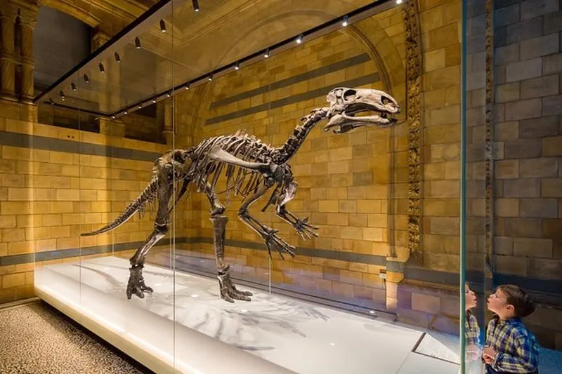 Dinosaurskjelett i glassmontre på Naturhistorisk museum.