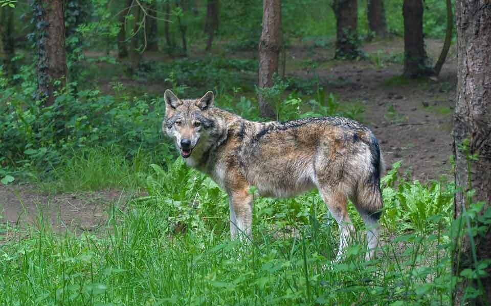Az olasz farkas a szürke farkas leszármazottja.