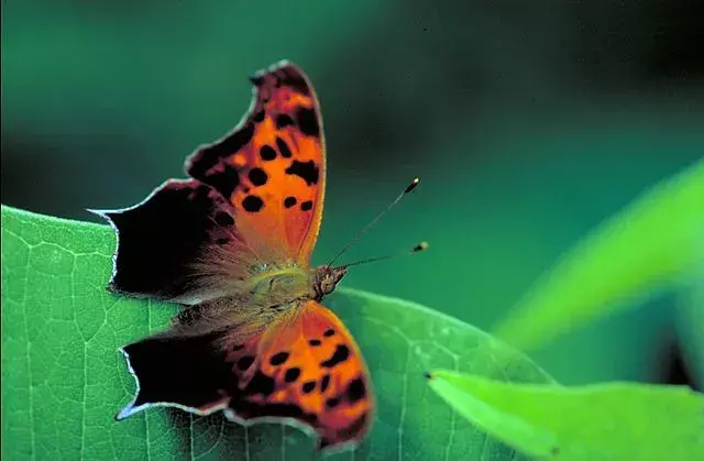 Otáznik Butterfly: 19 faktov, ktorým nebudete veriť!