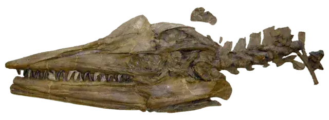 Penemuan spesimen Tylosaurus dikreditkan ke Everhart, Sternberg, Cope, dan Marsh.