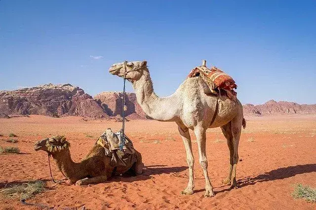 Spugen kamelen? Compleet gekke kameelaanpassingen uitgelegd