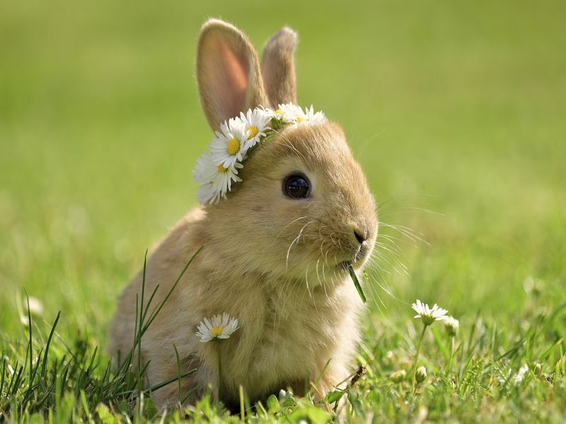 토끼 수명 다른 토끼 품종에 대한 흥미로운 연령 정보