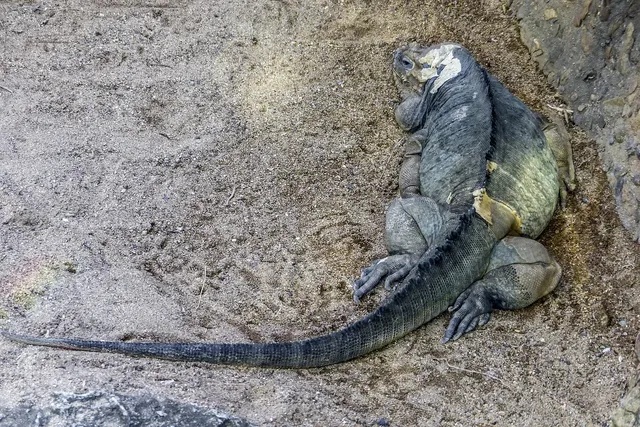 Ali si vedel? 15 neverjetnih dejstev o iguanacolossusu