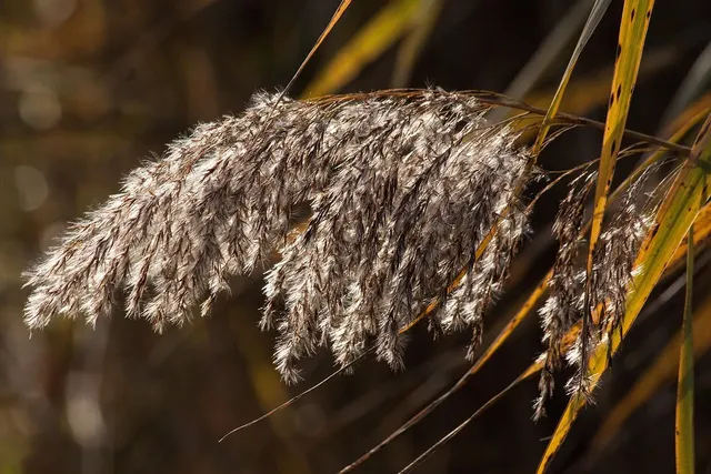 Faits amusants sur la souris Salt Marsh Harvest pour les enfants