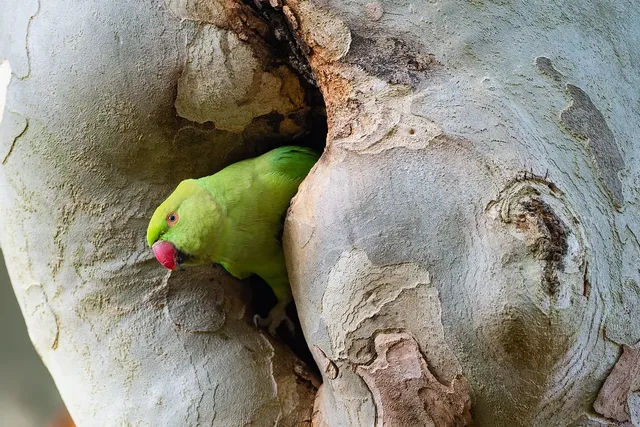 जिज्ञासु प्रश्न का उत्तर क्या पक्षी पादते हैं यहाँ वह है जो आपको जानना आवश्यक है