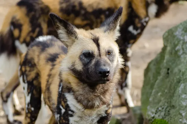 15 fapte Pawfect despre câinele sălbatic african pe care copiii îl vor adora