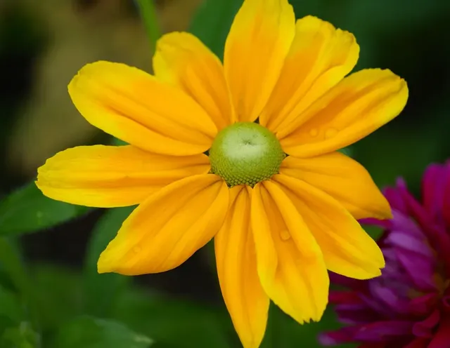 Diskon 50% Platform Pembelajaran Online Tempat Anak-Anak Dapat Membangun Dunianya Sendiri